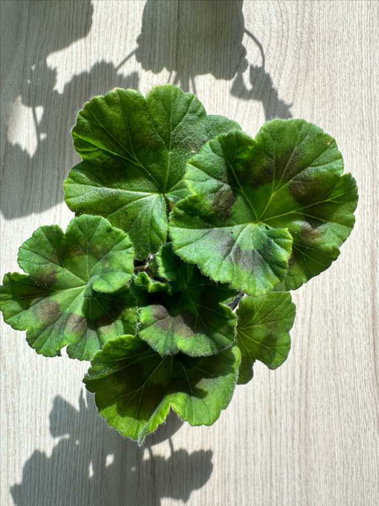 SY첫사랑 제라늄--1