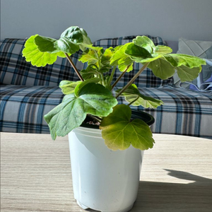 다이너스티다지 제라늄