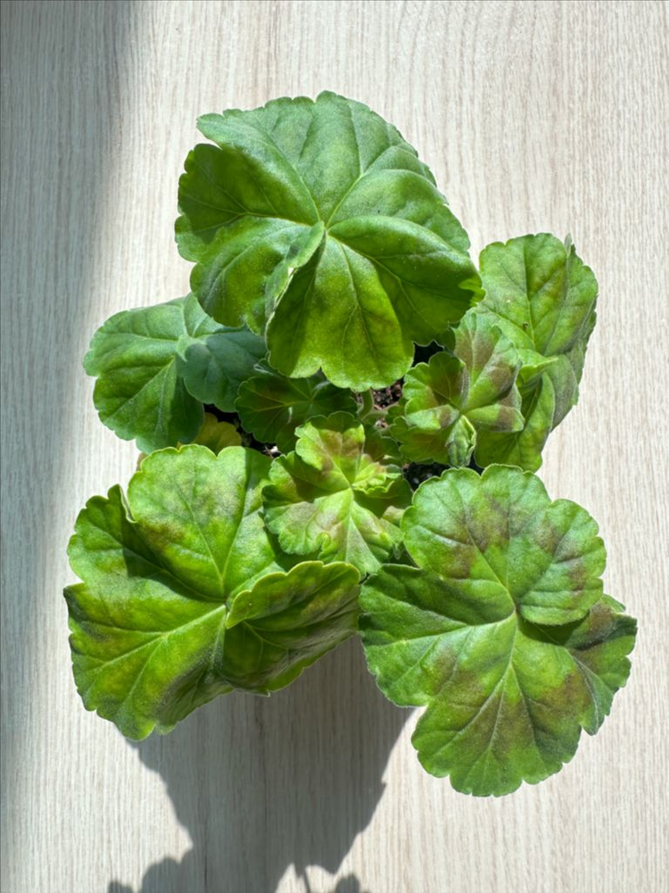 다이너스티다지 제라늄--1