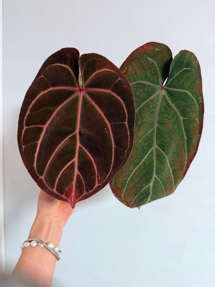 안스리움 레드/킹오스--1