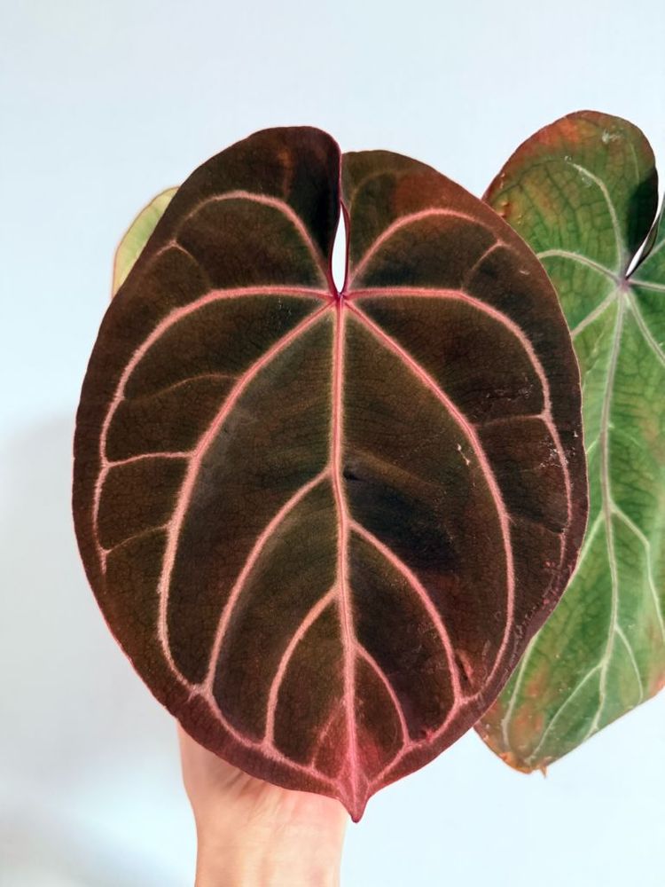 안스리움 레드/킹오스--2