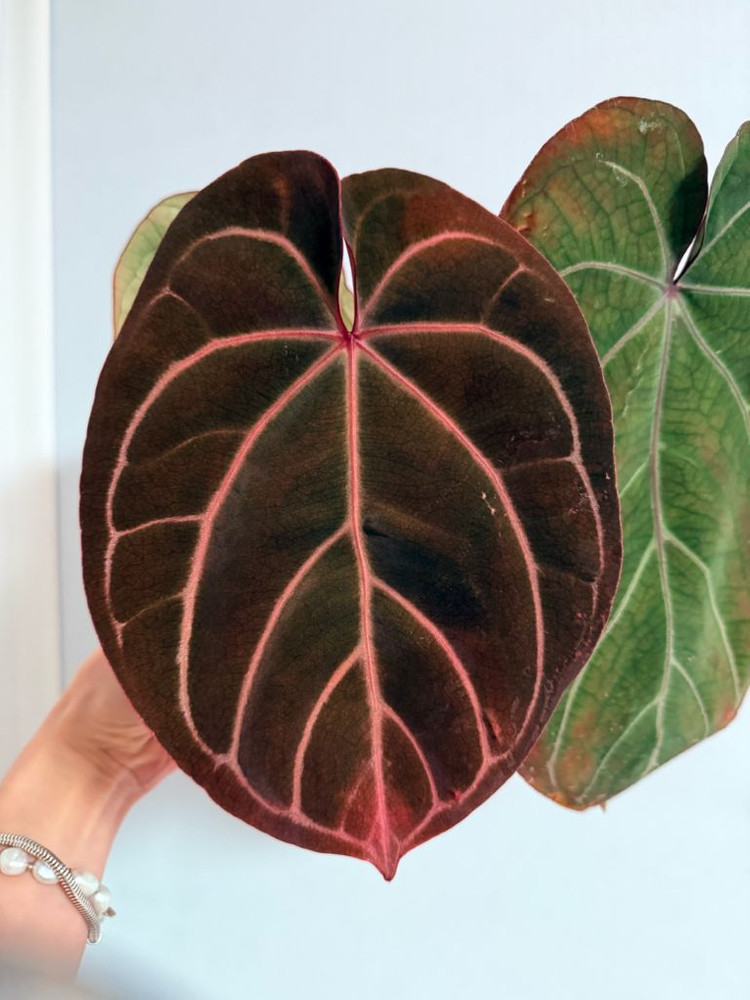 안스리움 레드/킹오스--3