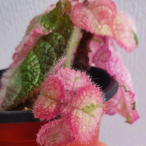 에피스시아 핑크레이디 화이트