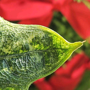 알로카시아 미스틱 No9 ~3자구묘 바리에가타