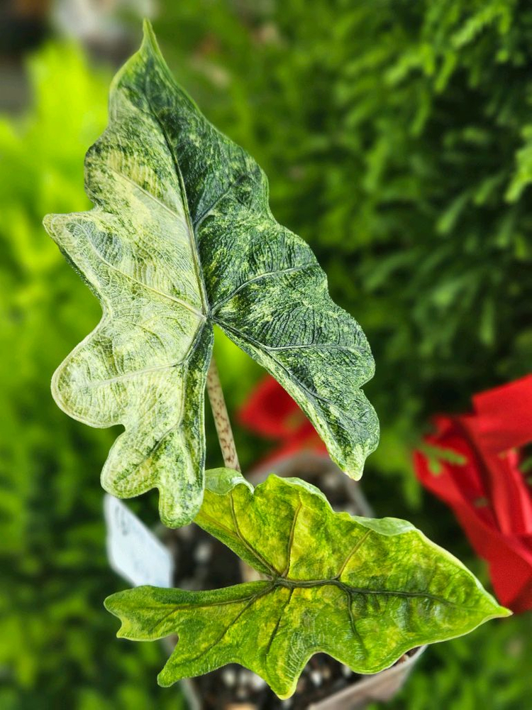 알로카시아 미스틱 No9 ~3자구묘 바리에가타--1