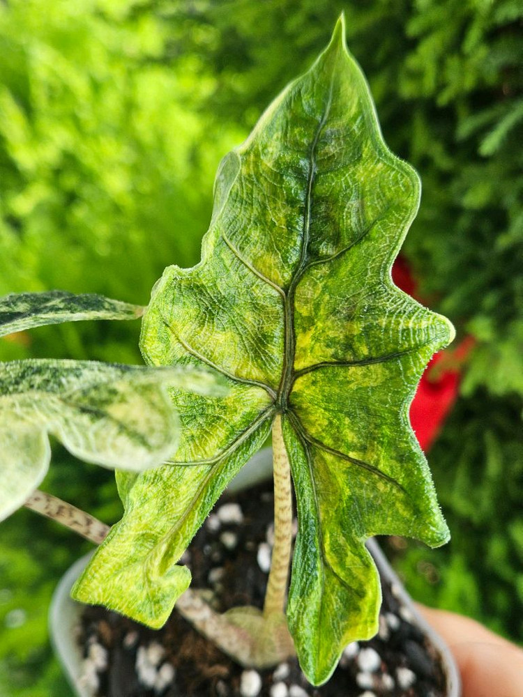 알로카시아 미스틱 No9 ~3자구묘 바리에가타--2