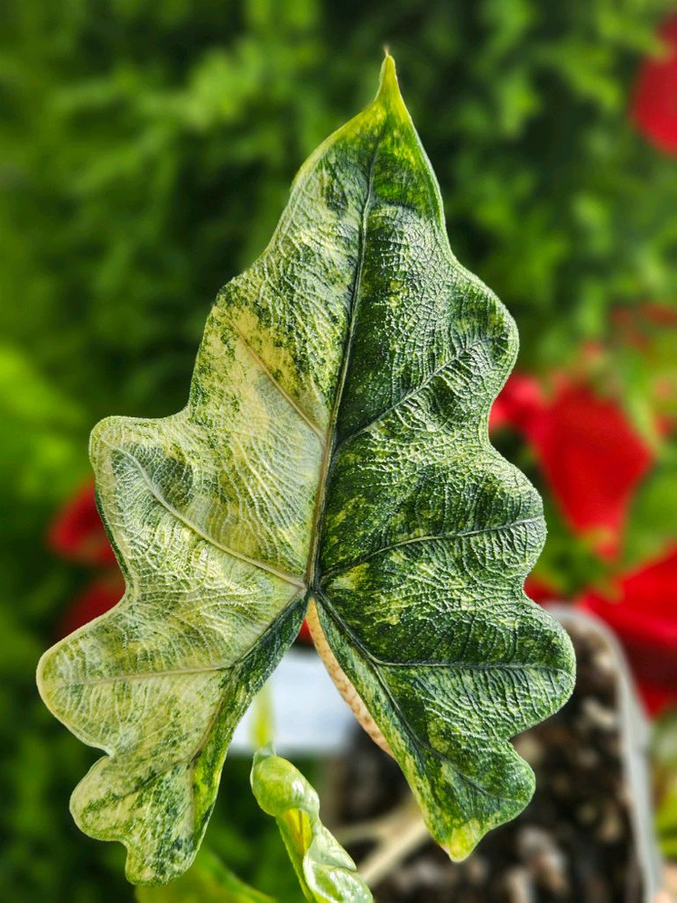 알로카시아 미스틱 No9 ~3자구묘 바리에가타--3