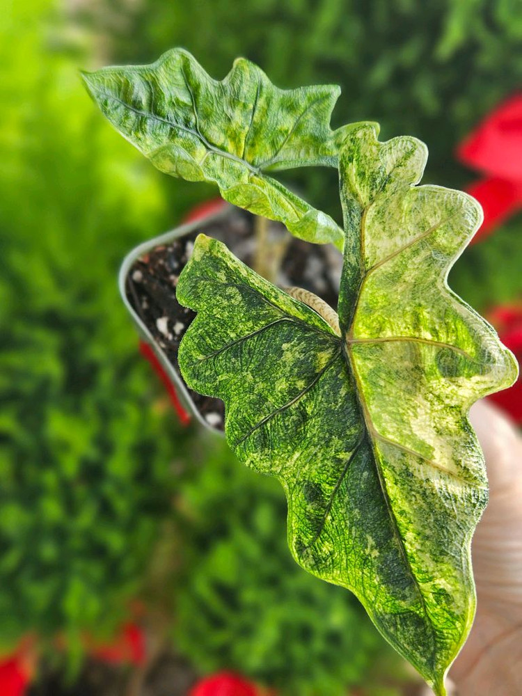 알로카시아 미스틱 No9 ~3자구묘 바리에가타--4