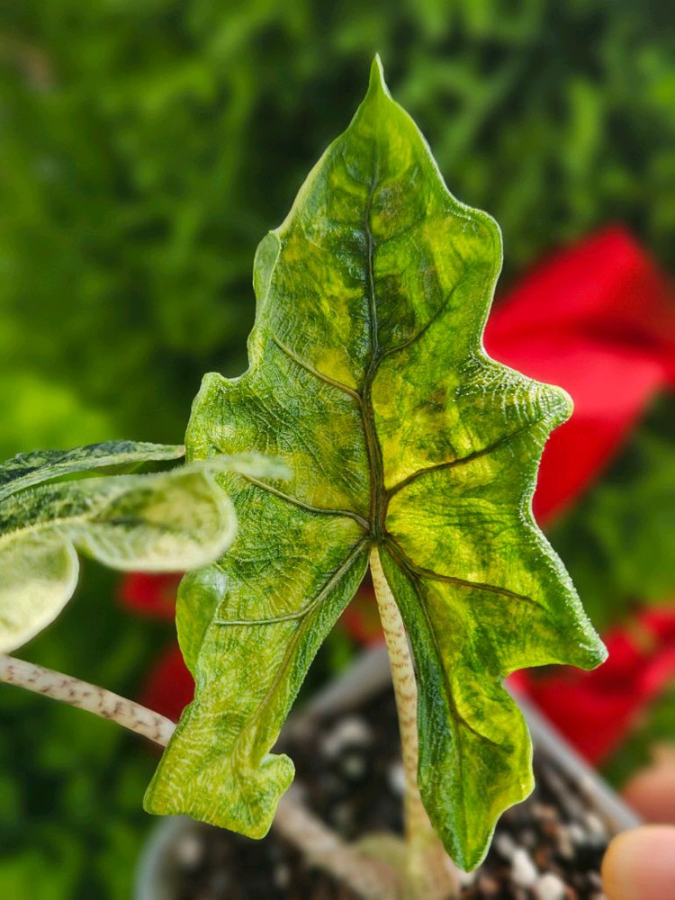 알로카시아 미스틱 No9 ~3자구묘 바리에가타--5