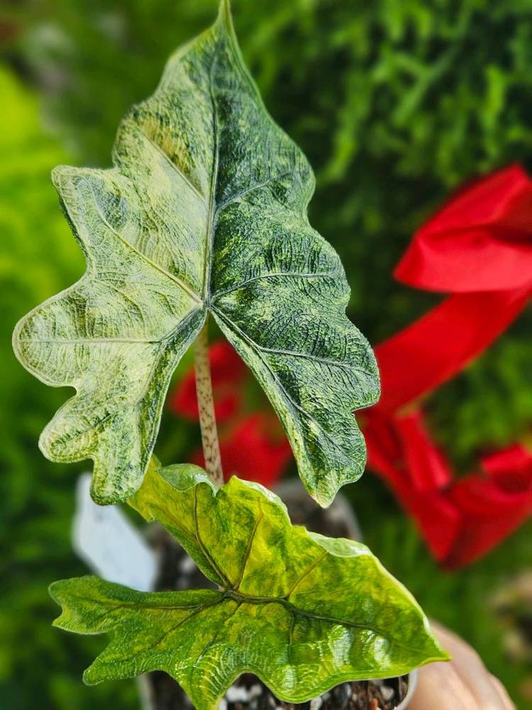 알로카시아 미스틱 No9 ~3자구묘 바리에가타--6