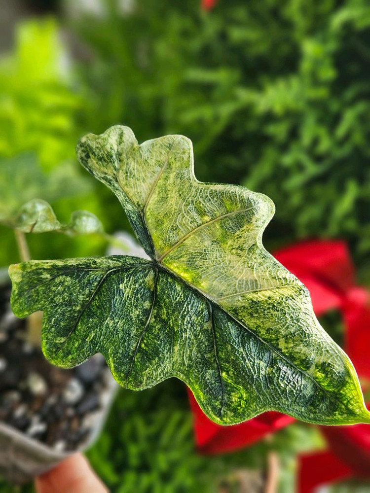 알로카시아 미스틱 No9 ~3자구묘 바리에가타--7