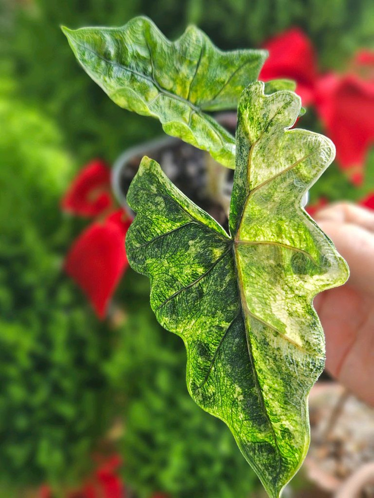 알로카시아 미스틱 No9 ~3자구묘 바리에가타--8