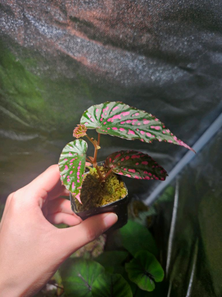 베고니아 네그로센시스 & 레드 생수태--1