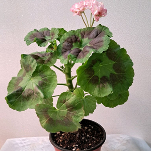 리조이스블라썸