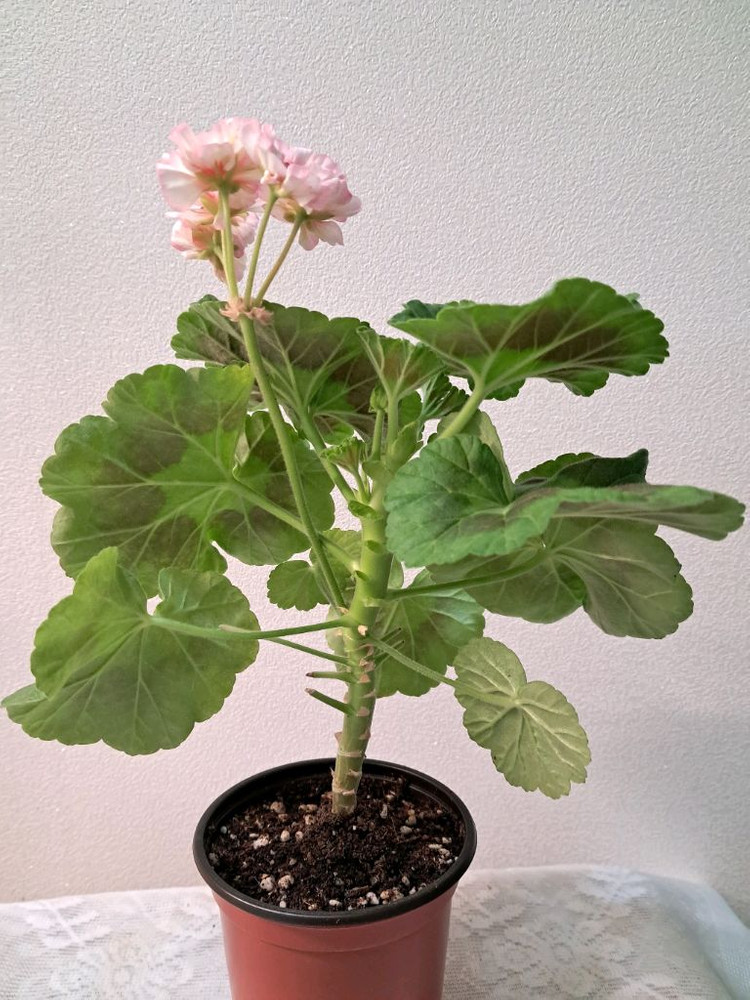 리조이스블라썸--1