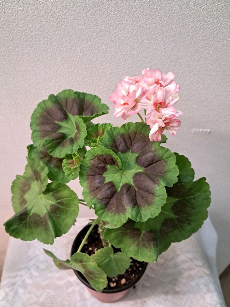 리조이스블라썸--2