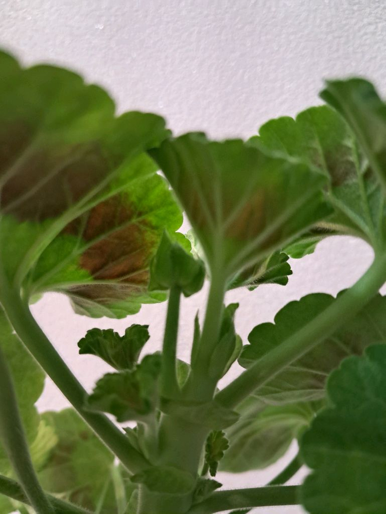 리조이스블라썸--3