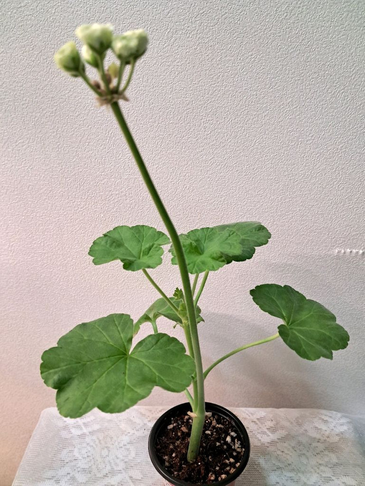 버터크림초이--1