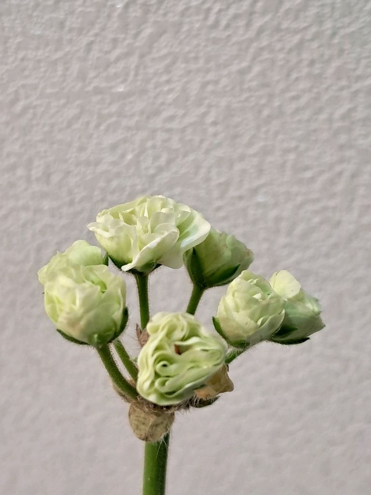 버터크림초이--2