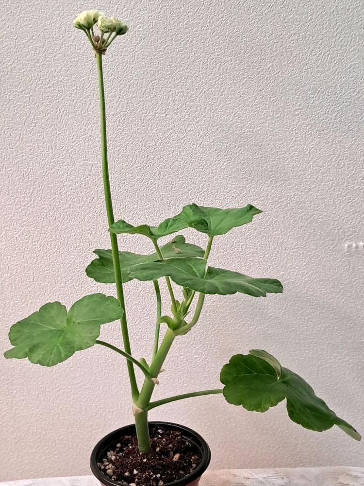 버터크림초이--3