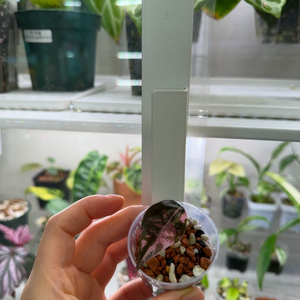 식물 알로카시아 찬트리에 핑크 무천