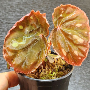 예쁜핑크베고니아))브라운사라왁 2