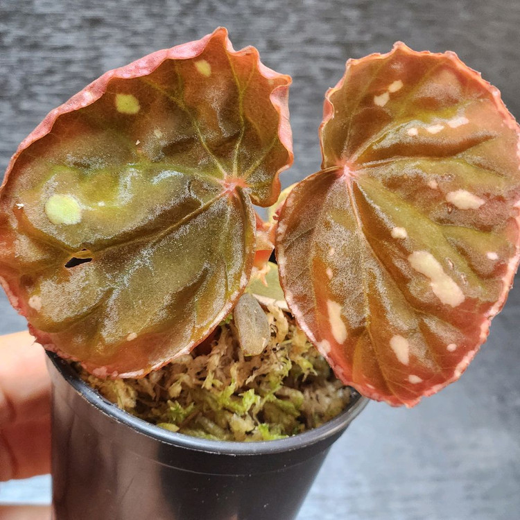 예쁜핑크베고니아))브라운사라왁 2--1