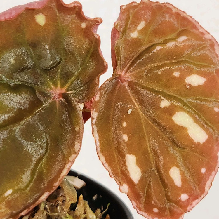 예쁜핑크베고니아))브라운사라왁 2--2