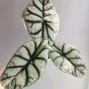 (자구3개)알로카시아 실버드래곤 화이트 알보 바리에가타