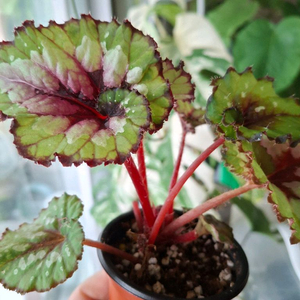 더치스플랜더 베고니아