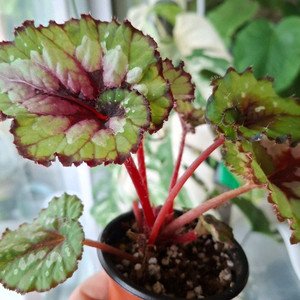 더치스플랜더 베고니아