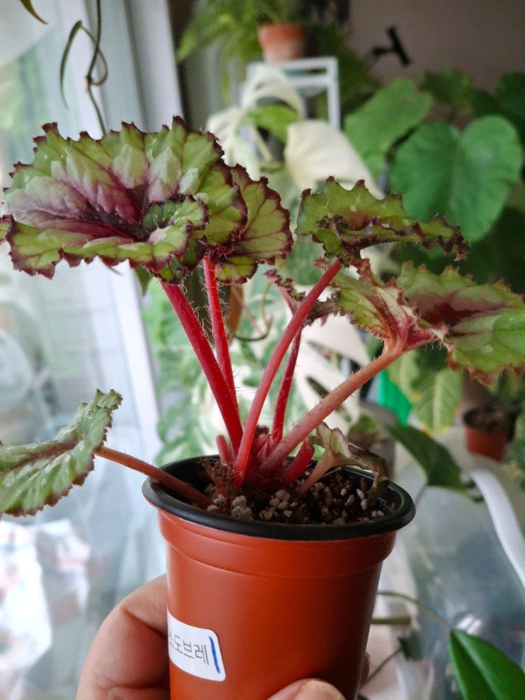 더치스플랜더 베고니아--1