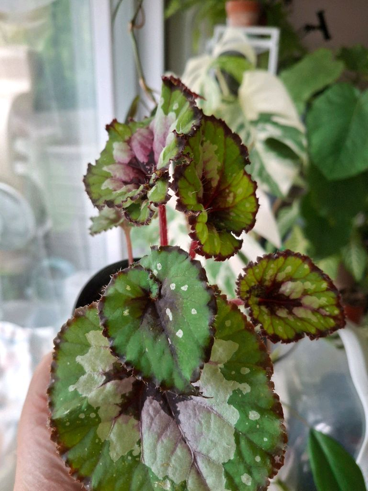 더치스플랜더 베고니아--2