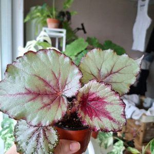 다이안 베고니아