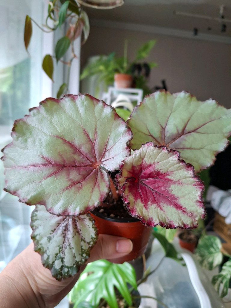 다이안 베고니아--1