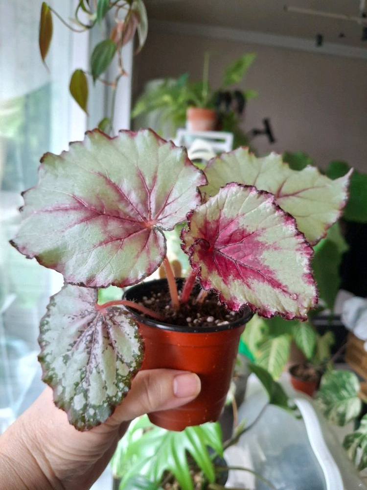 다이안 베고니아--2