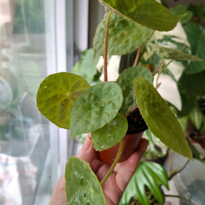 푸토엔시스 베고니아