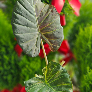 알로카시아 레갈쉴즈바리에가타 (자구달린)