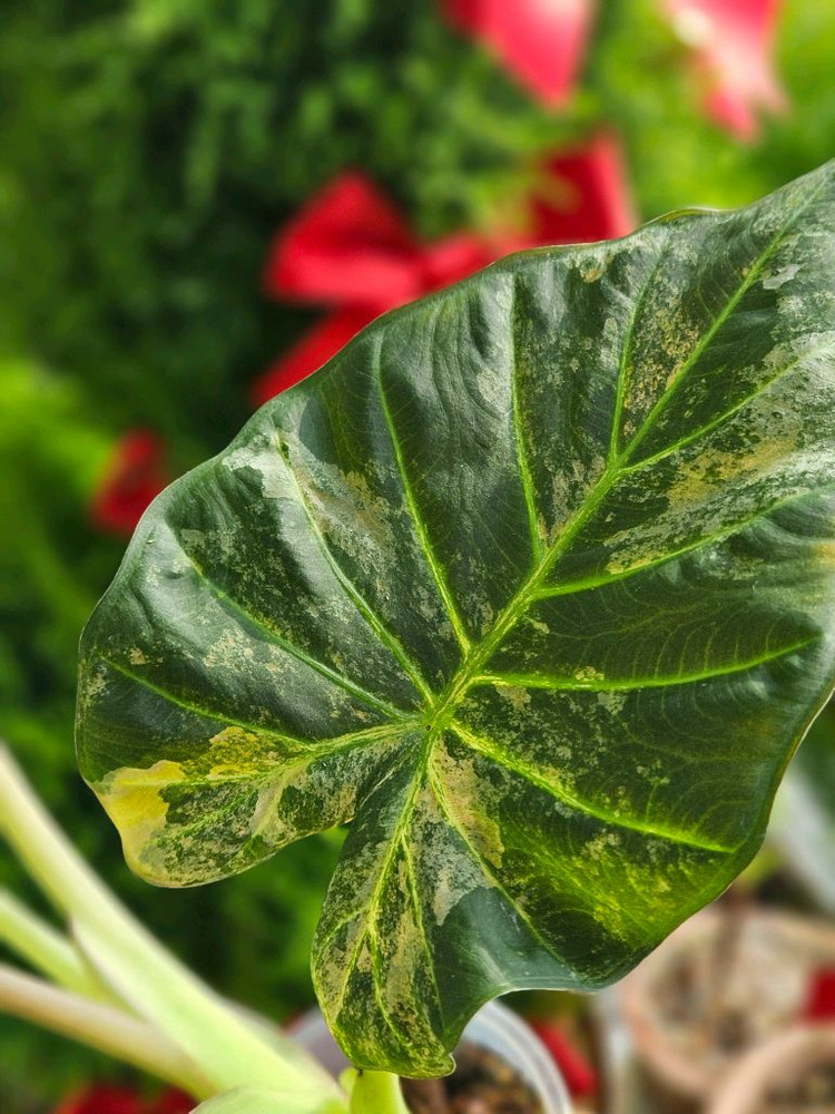 알로카시아 레갈쉴즈바리에가타 (자구달린)--1