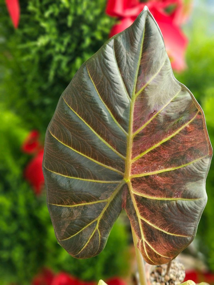 알로카시아 레갈쉴즈바리에가타 (자구달린)--2