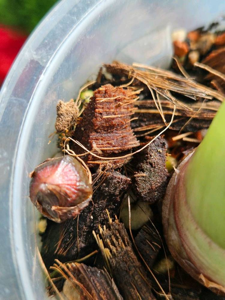 알로카시아 레갈쉴즈바리에가타 (자구달린)--3