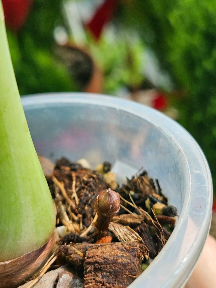 알로카시아 레갈쉴즈바리에가타 (자구달린)--4