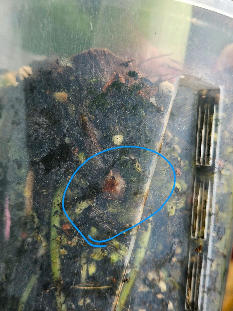 알로카시아 레갈쉴즈바리에가타 (자구달린)--5