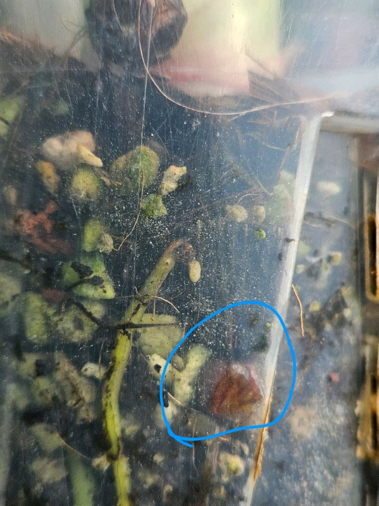 알로카시아 레갈쉴즈바리에가타 (자구달린)--6