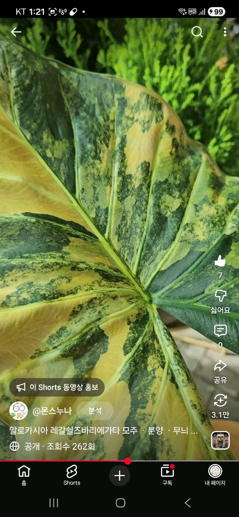 알로카시아 레갈쉴즈바리에가타 (자구달린)--7