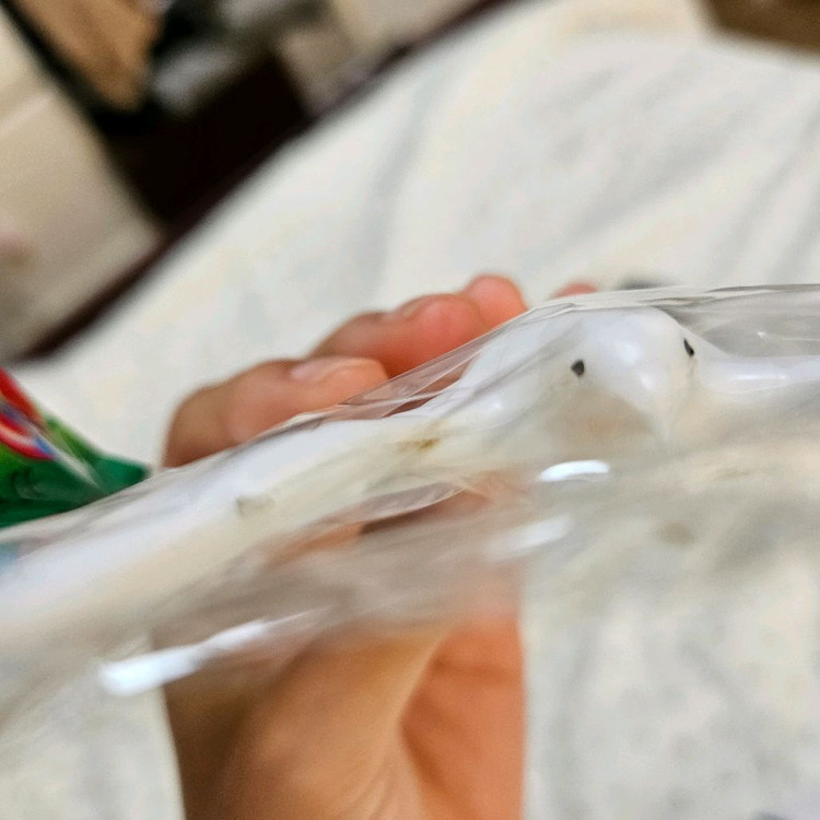 일괄가격) 레트로 빈티지 중심잡는 새 평행새 비둘기--2