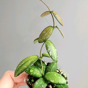 호야 vl9 바리에가타