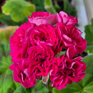 제라늄 심프랄린