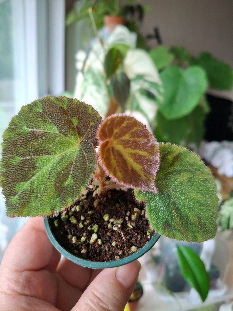 베트남sp 베고니아--1