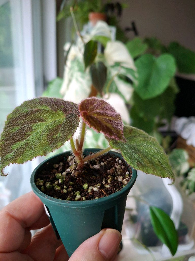 베트남sp 베고니아--2